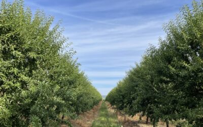 Newsletter 1: Introducción al Proyecto SMART ALMOND